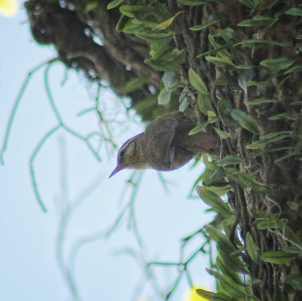 Olive Spinetail - ML641681659