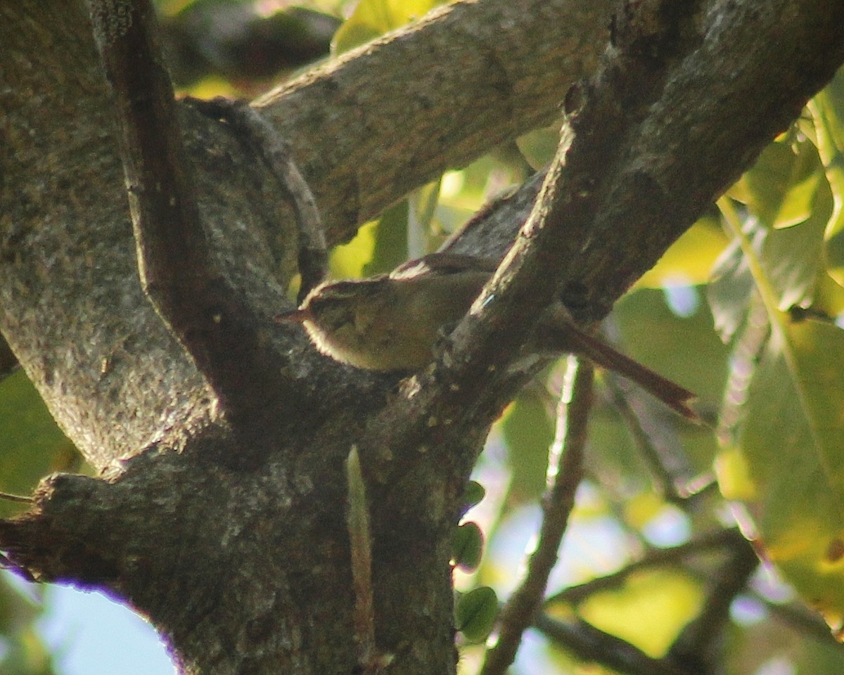Olive Spinetail - ML641681660