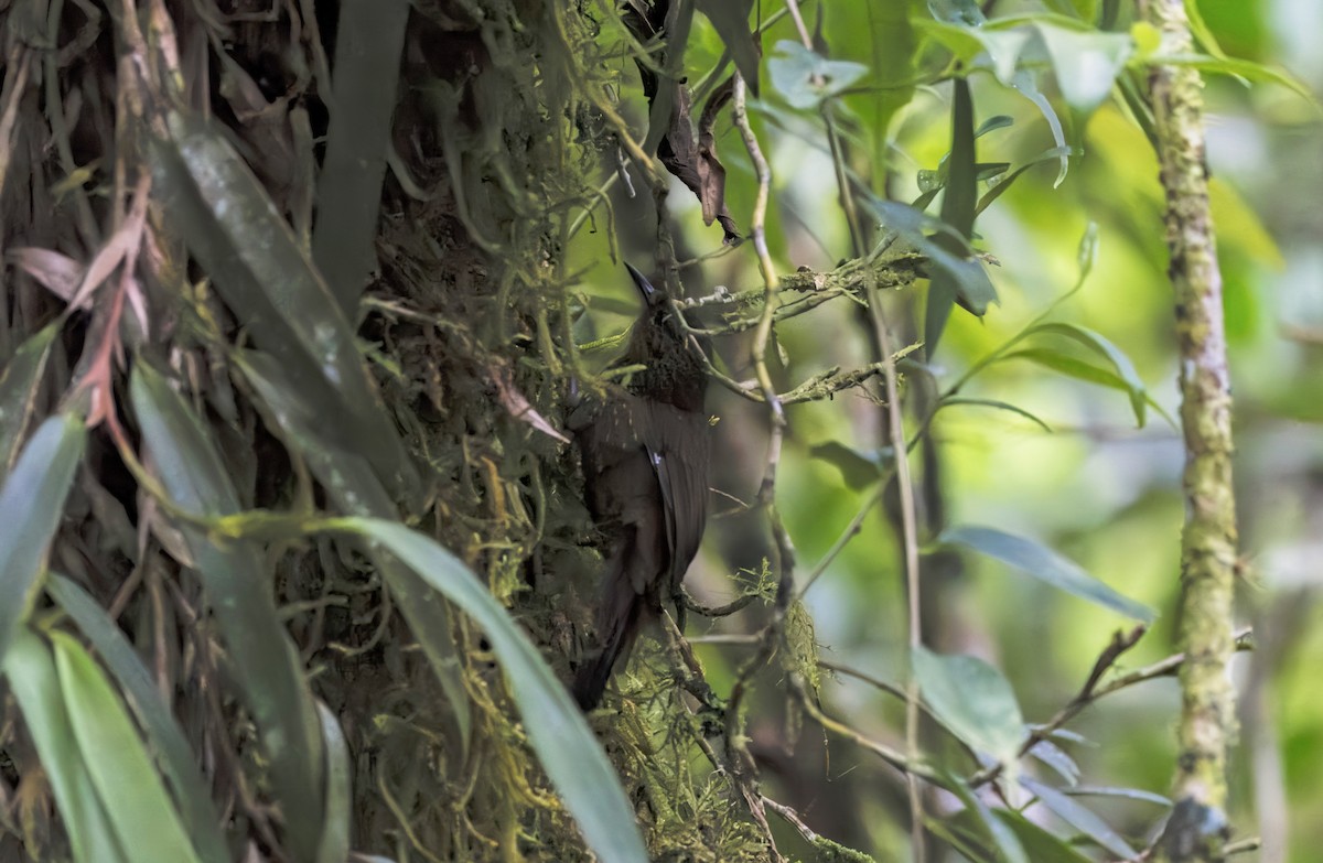 Spotted Barbtail - ML641681673
