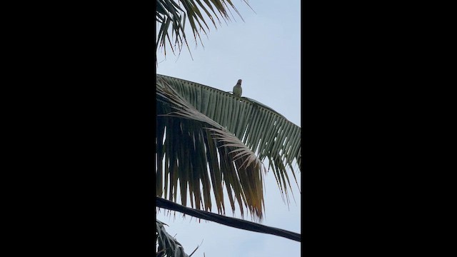 Alexandrine Parakeet - ML641681674