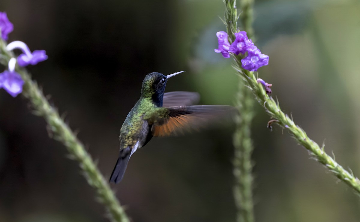 Black-bellied Hummingbird - ML641681676