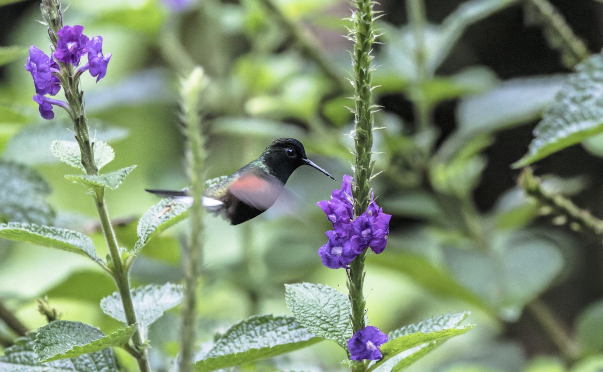 Black-bellied Hummingbird - ML641681677