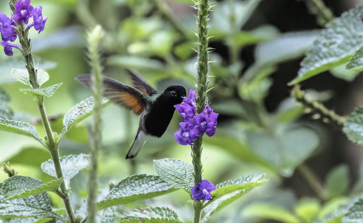 Black-bellied Hummingbird - ML641681678