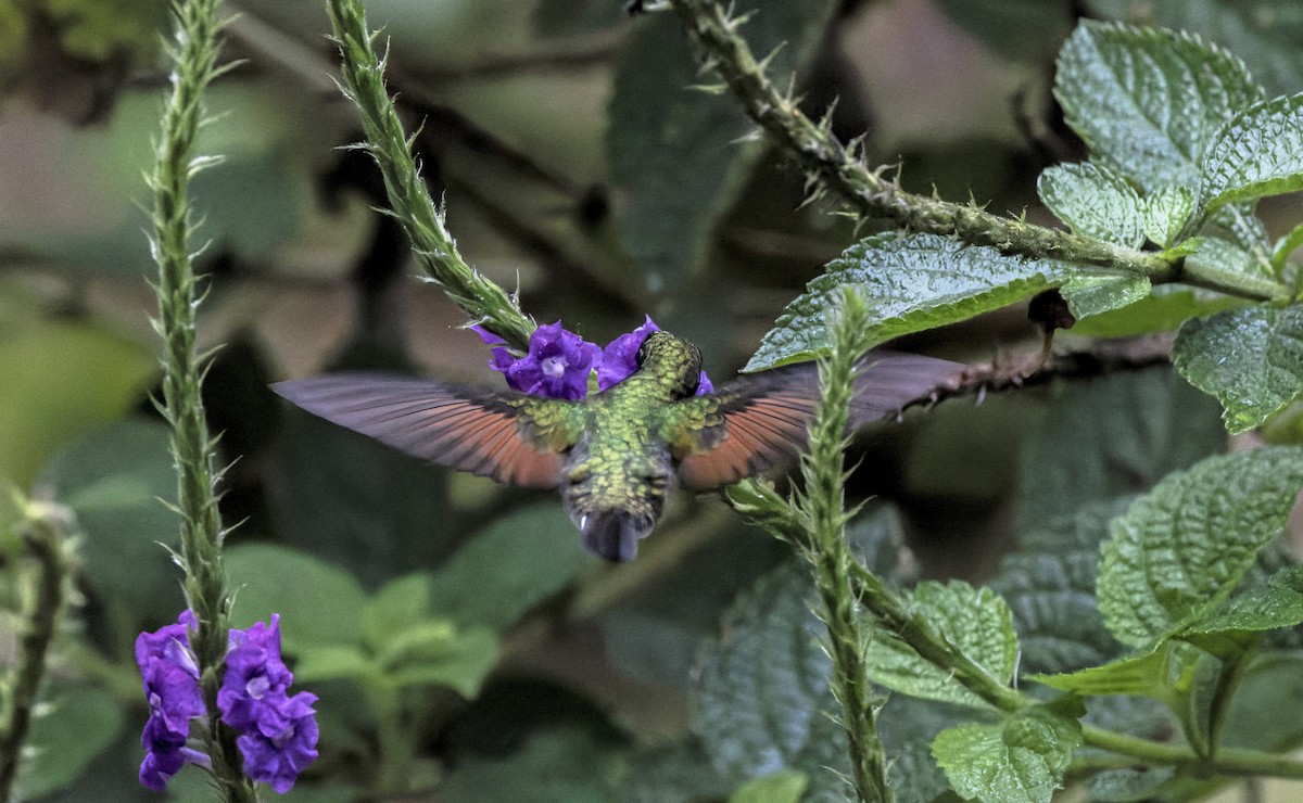 Black-bellied Hummingbird - ML641681679