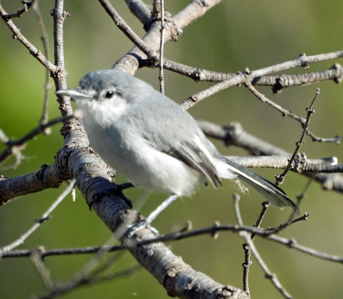 White-lored Gnatcatcher - ML641681683