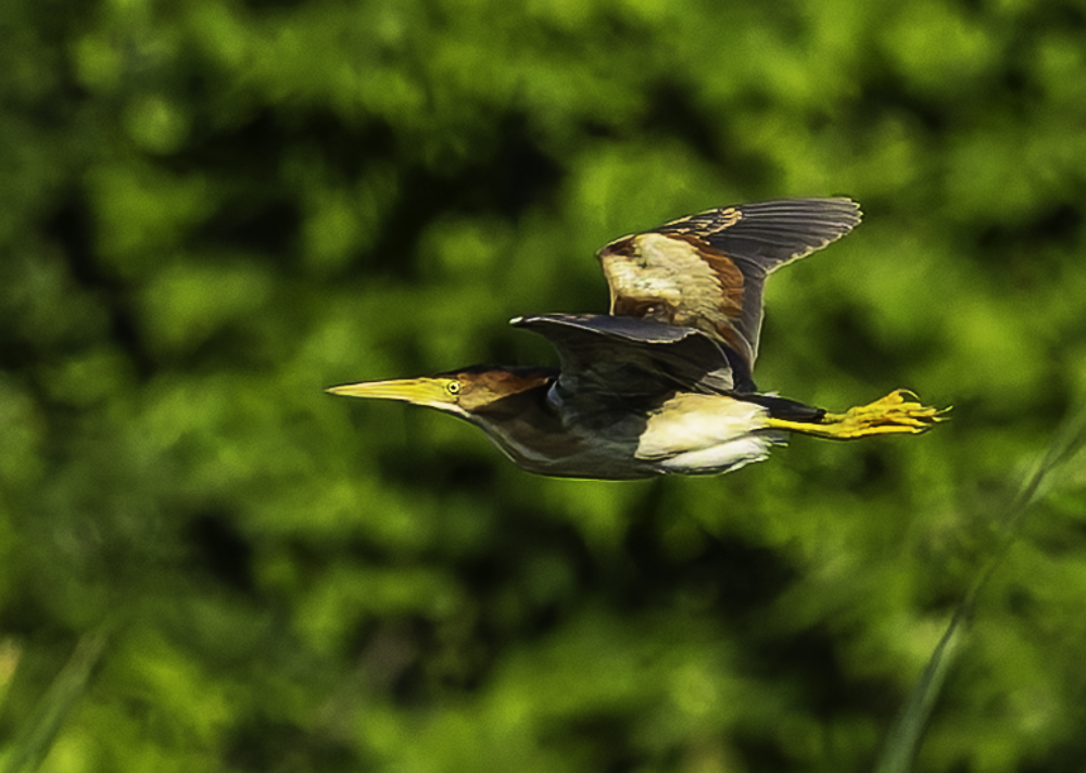 Least Bittern - ML641681741