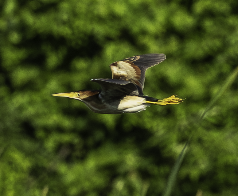 Least Bittern - ML641681742