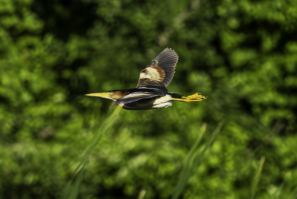 Least Bittern - ML641681743