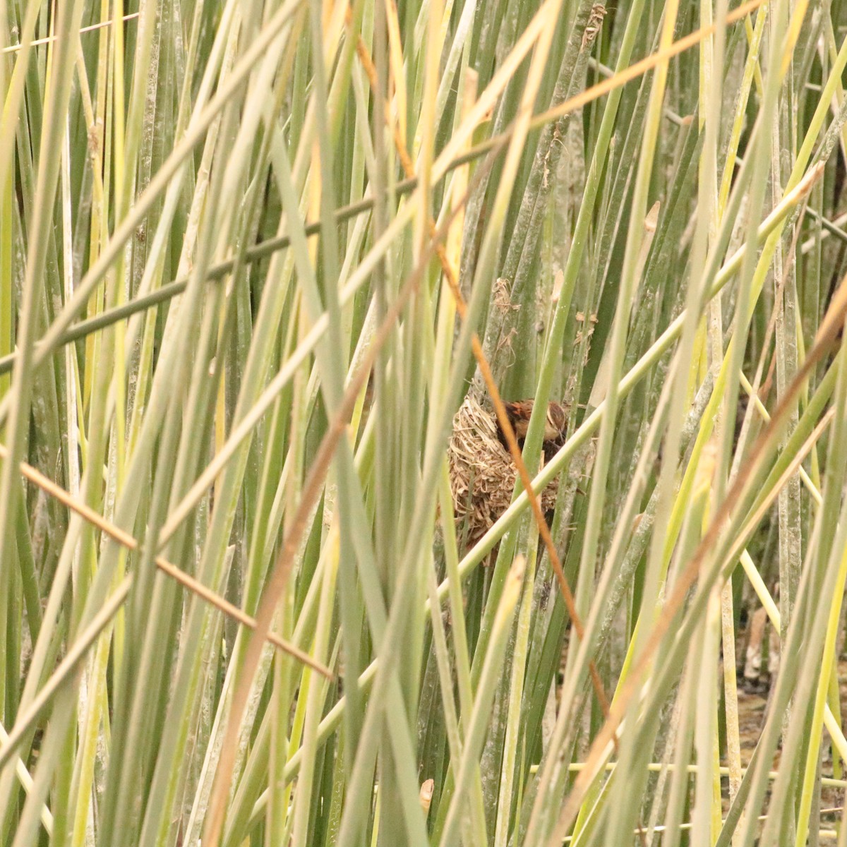 Wren-like Rushbird - ML641681745