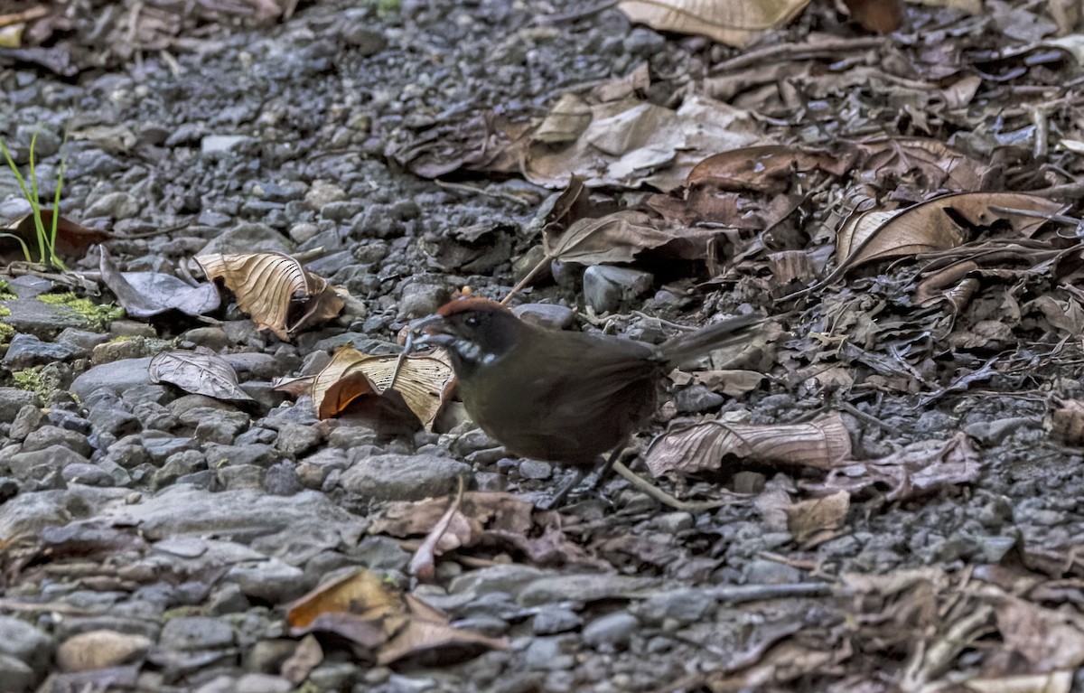 Sooty-faced Finch - ML641681769