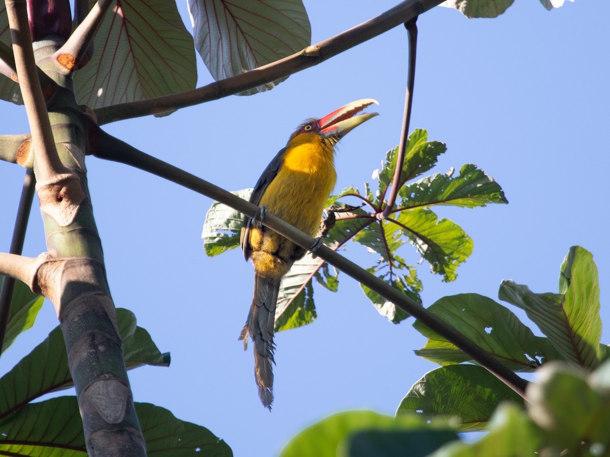 Saffron Toucanet - ML641681773