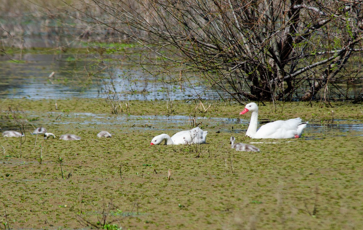 Coscoroba Swan - ML641681780