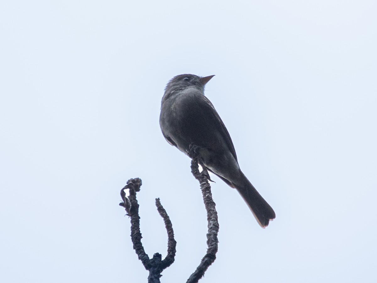 Southern Tropical Pewee - ML641681786