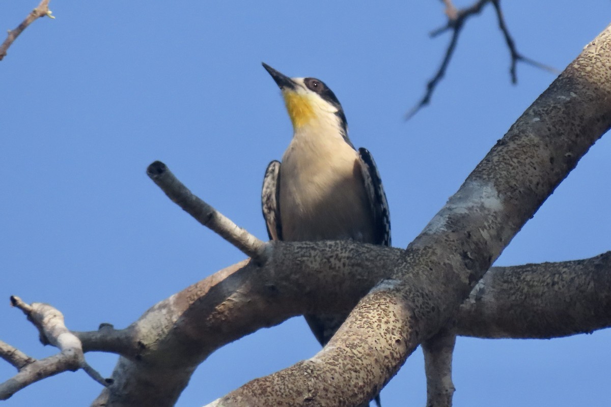 White-fronted Woodpecker - ML641681806