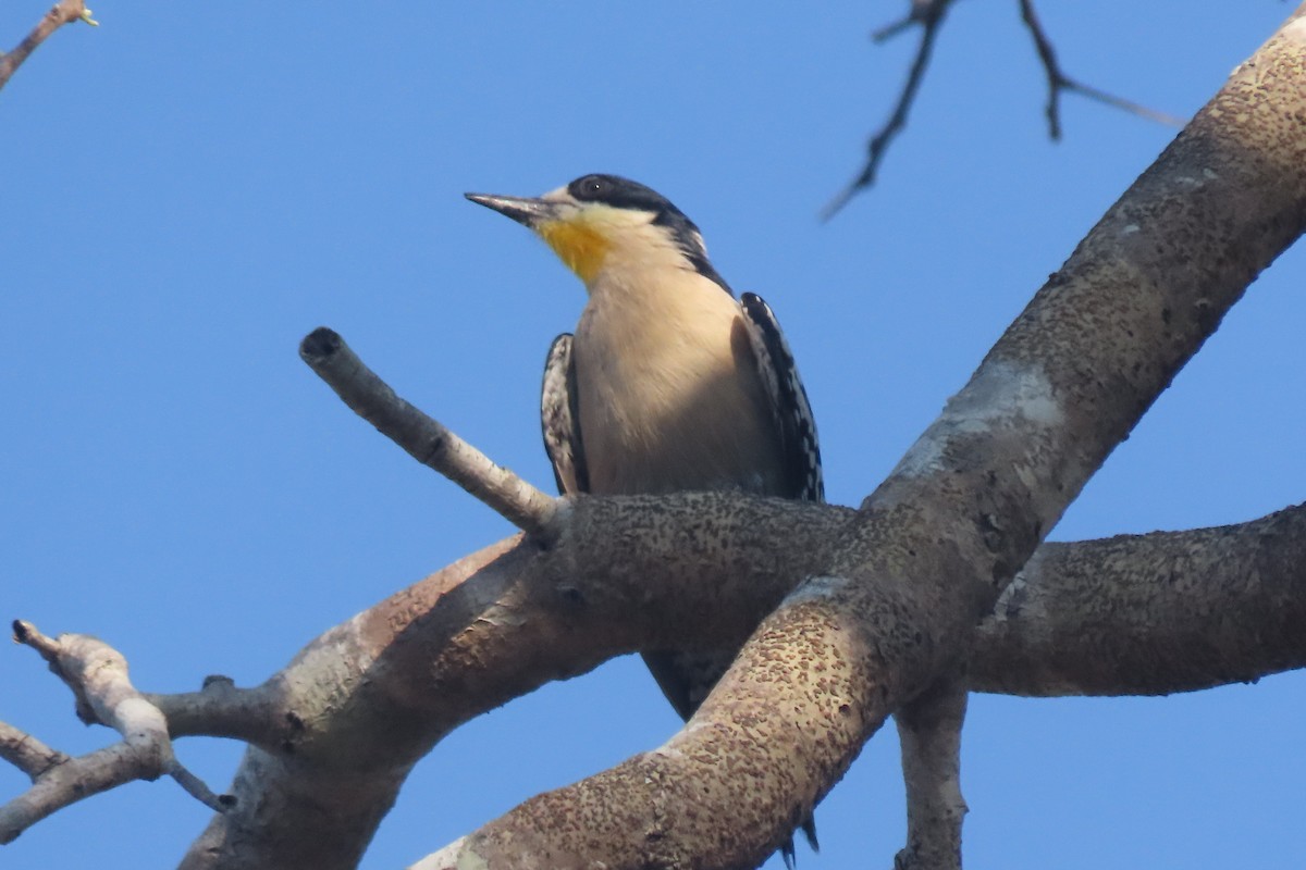 White-fronted Woodpecker - ML641681813