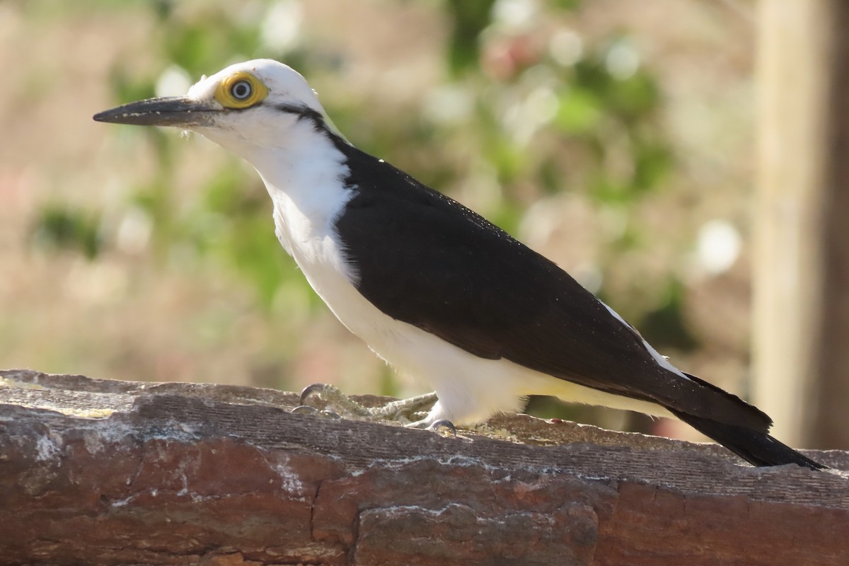 White Woodpecker - ML641681827