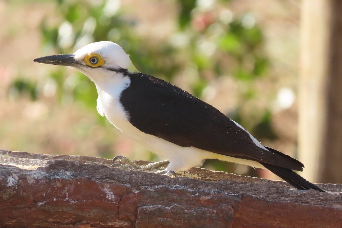 White Woodpecker - ML641681828