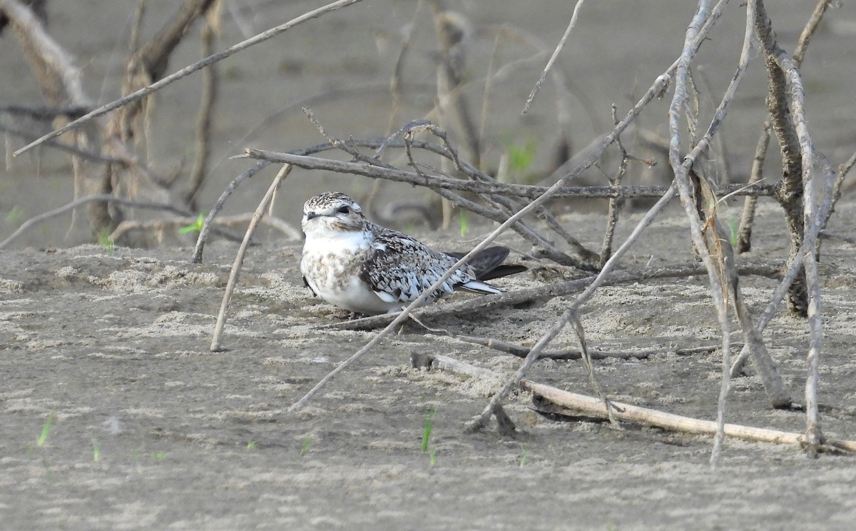Sand-colored Nighthawk - ML641681829
