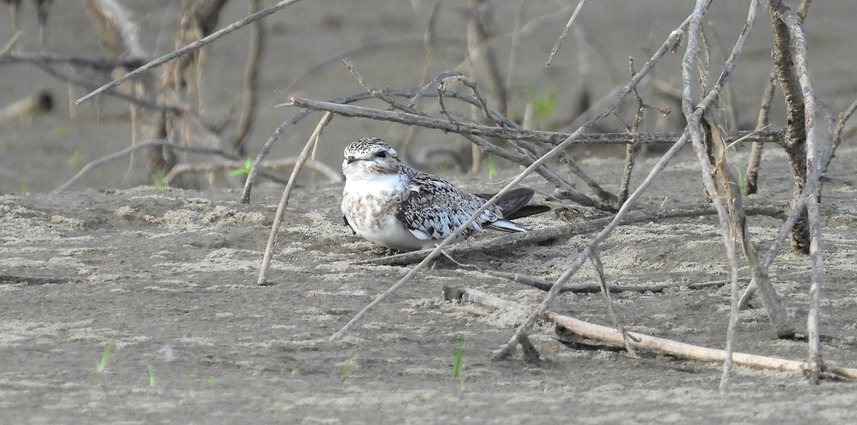 Sand-colored Nighthawk - ML641681830