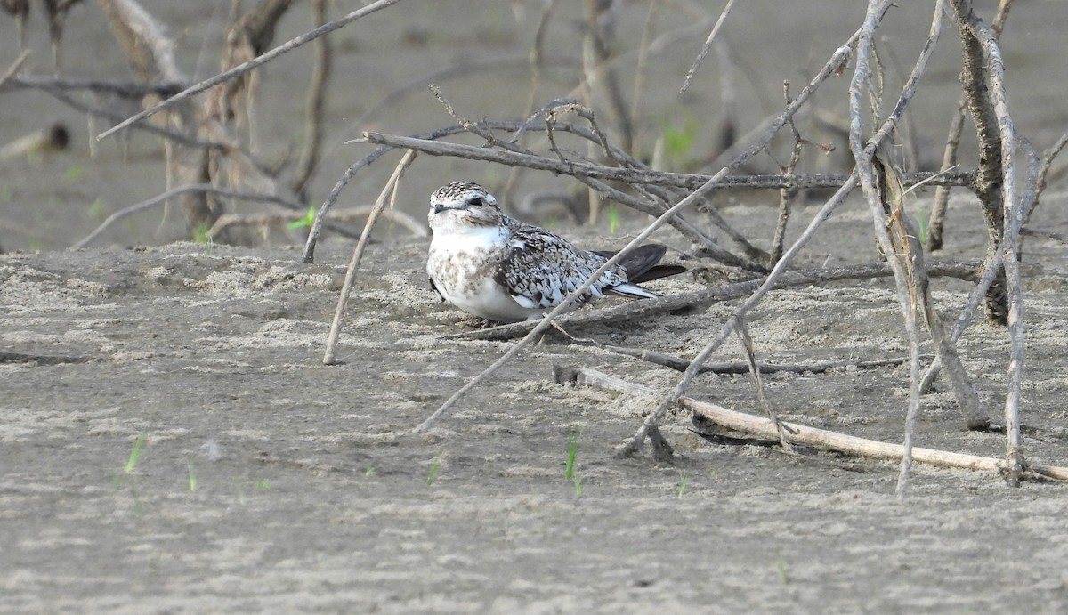 Sand-colored Nighthawk - ML641681831
