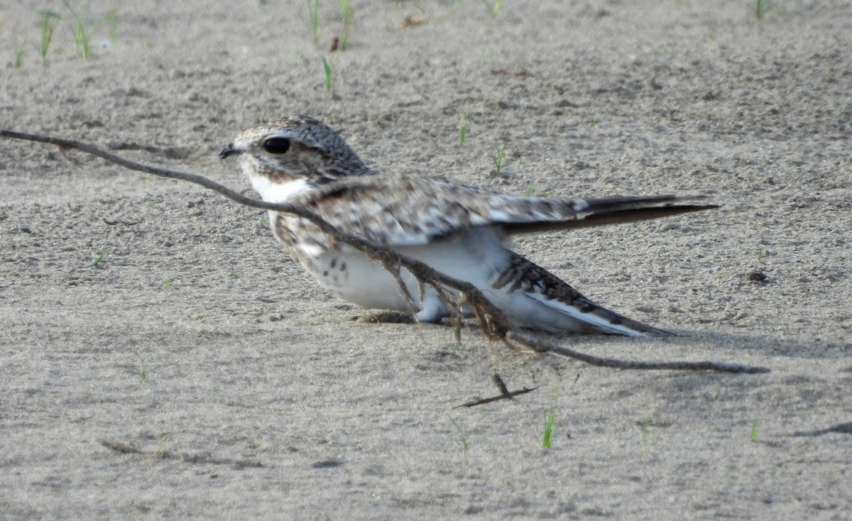 Sand-colored Nighthawk - ML641681832