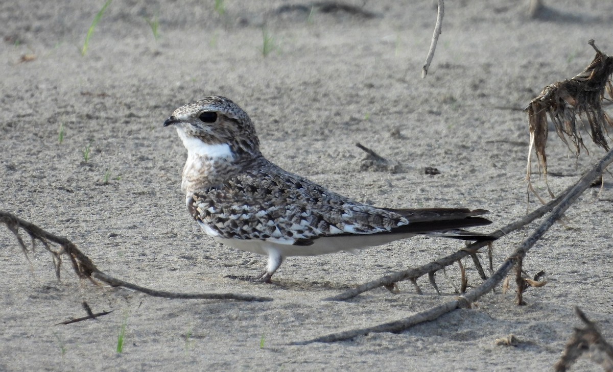 Sand-colored Nighthawk - ML641681833