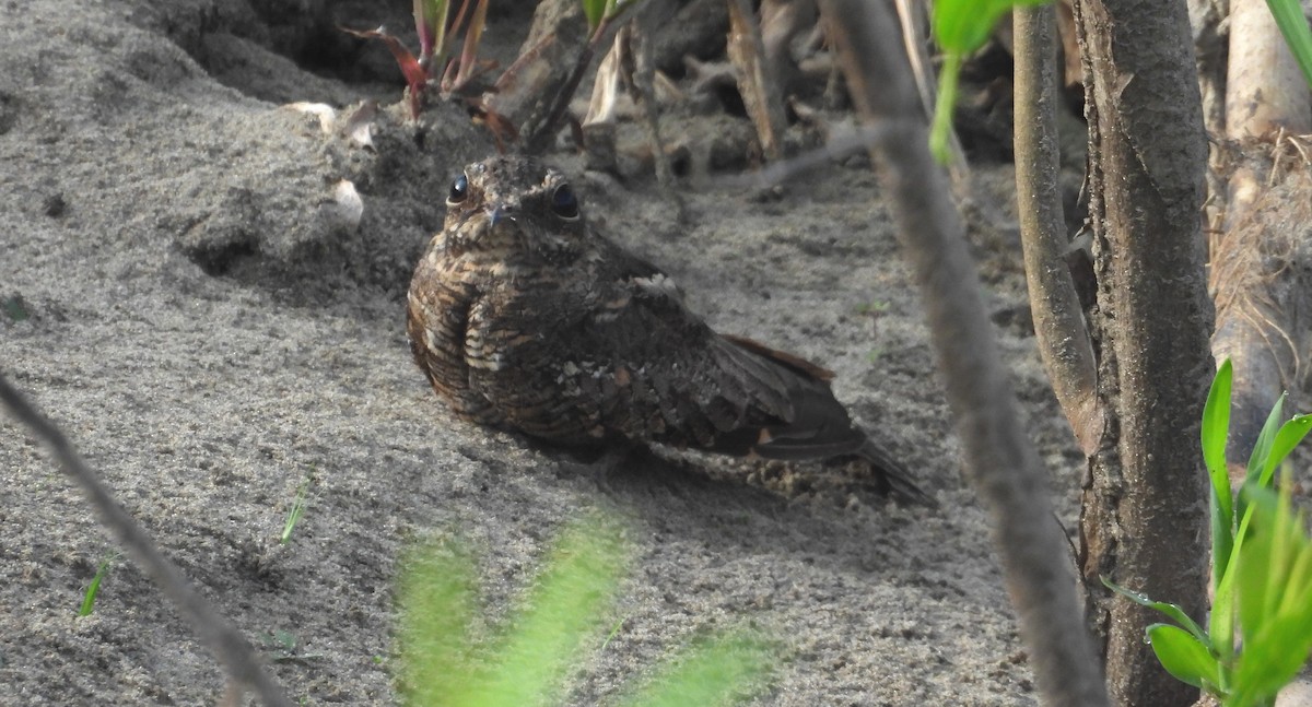 Ladder-tailed Nightjar - ML641681855