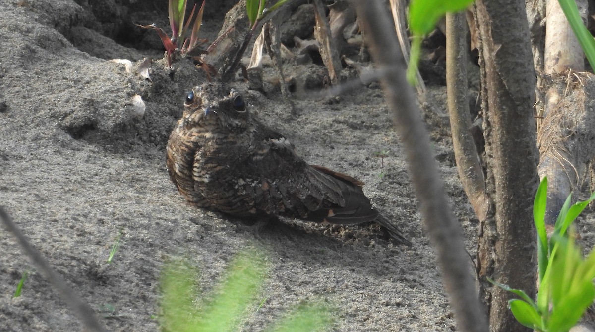 Ladder-tailed Nightjar - ML641681856