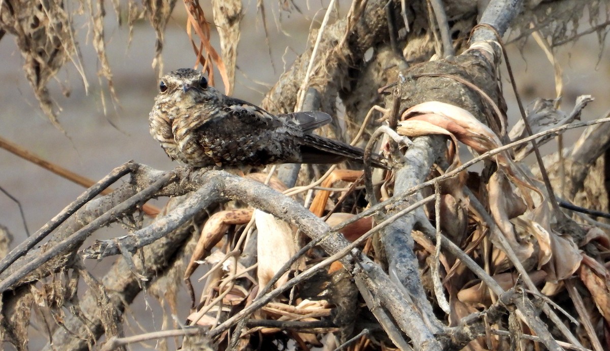 Ladder-tailed Nightjar - ML641681857