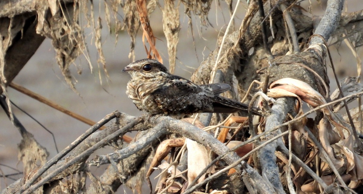 Ladder-tailed Nightjar - ML641681858