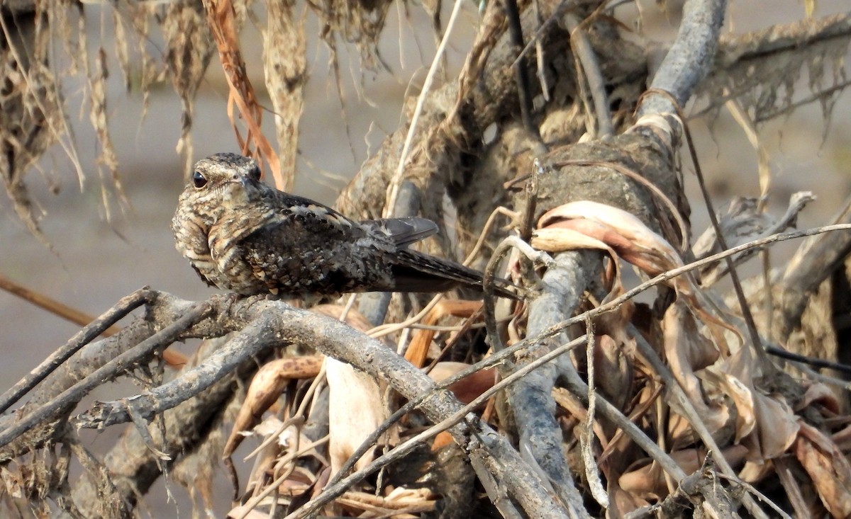 Ladder-tailed Nightjar - ML641681859