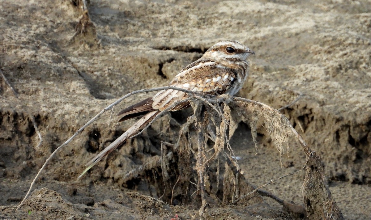 Ladder-tailed Nightjar - ML641681861