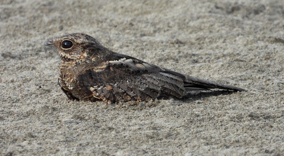 Ladder-tailed Nightjar - ML641681862