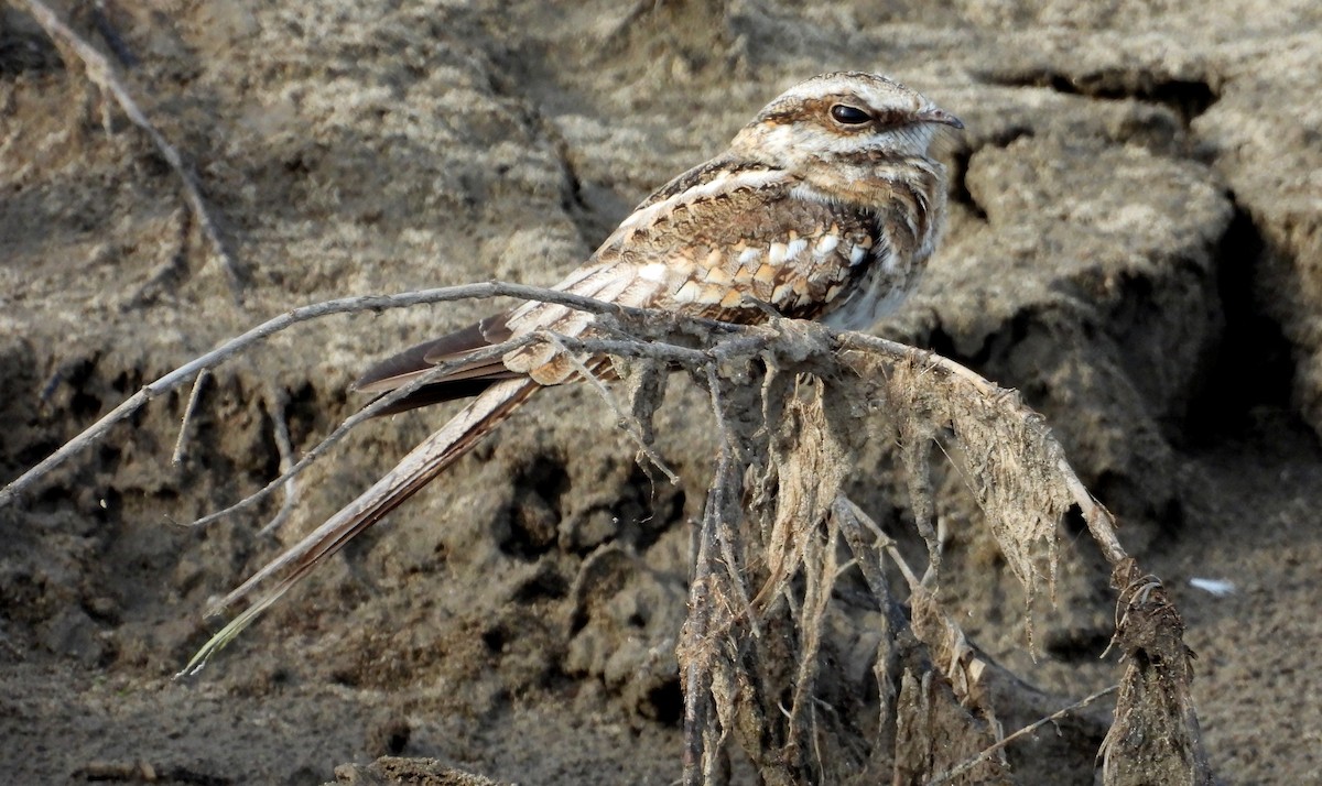Ladder-tailed Nightjar - ML641681864