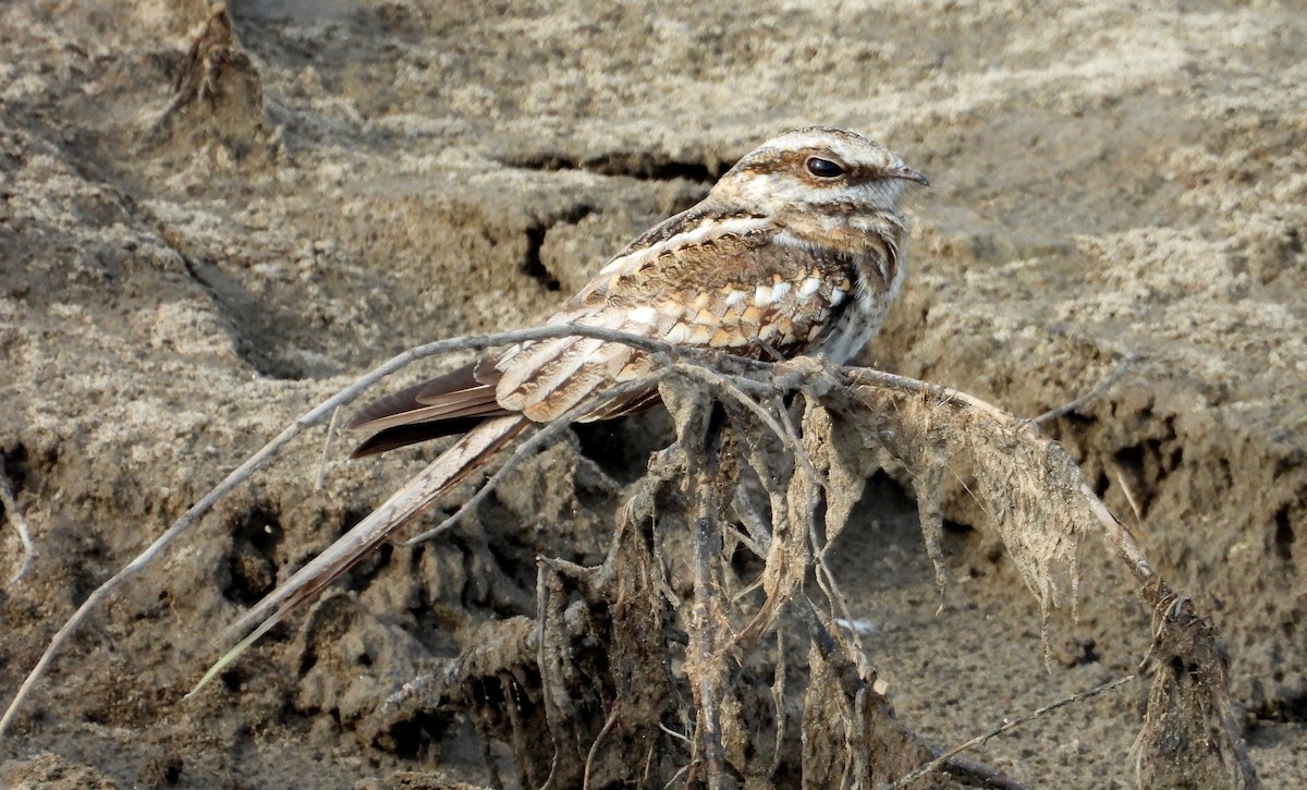 Ladder-tailed Nightjar - ML641681865