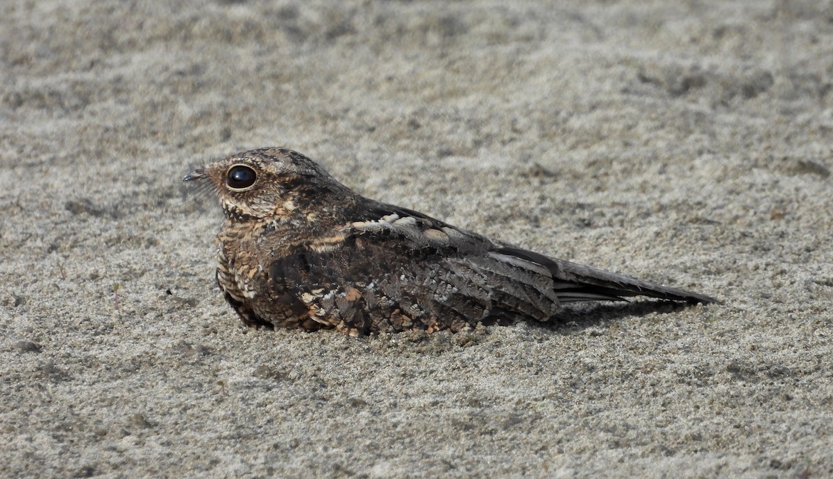 Ladder-tailed Nightjar - ML641681866