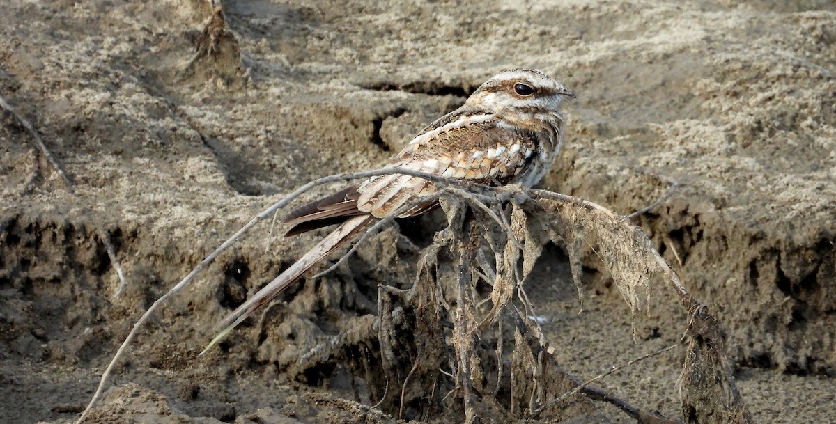 Ladder-tailed Nightjar - ML641681867