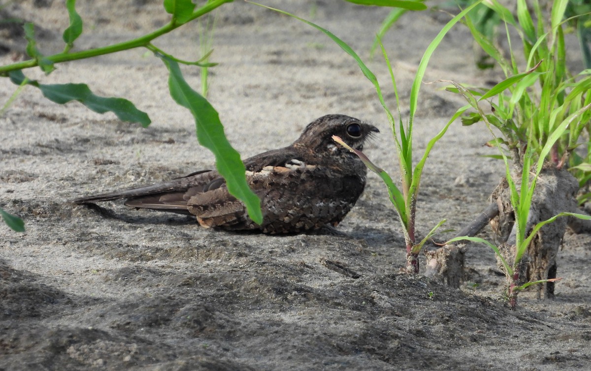 Ladder-tailed Nightjar - ML641681868