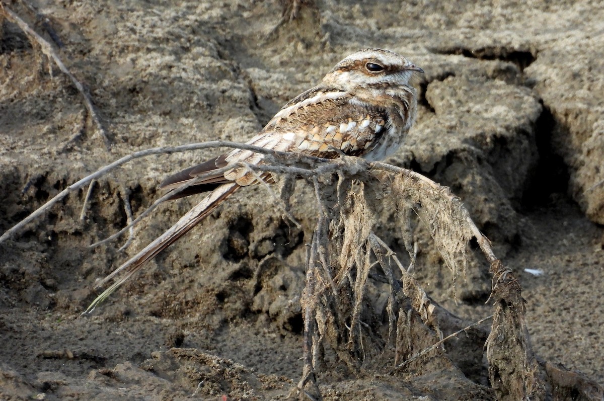 Ladder-tailed Nightjar - ML641681869