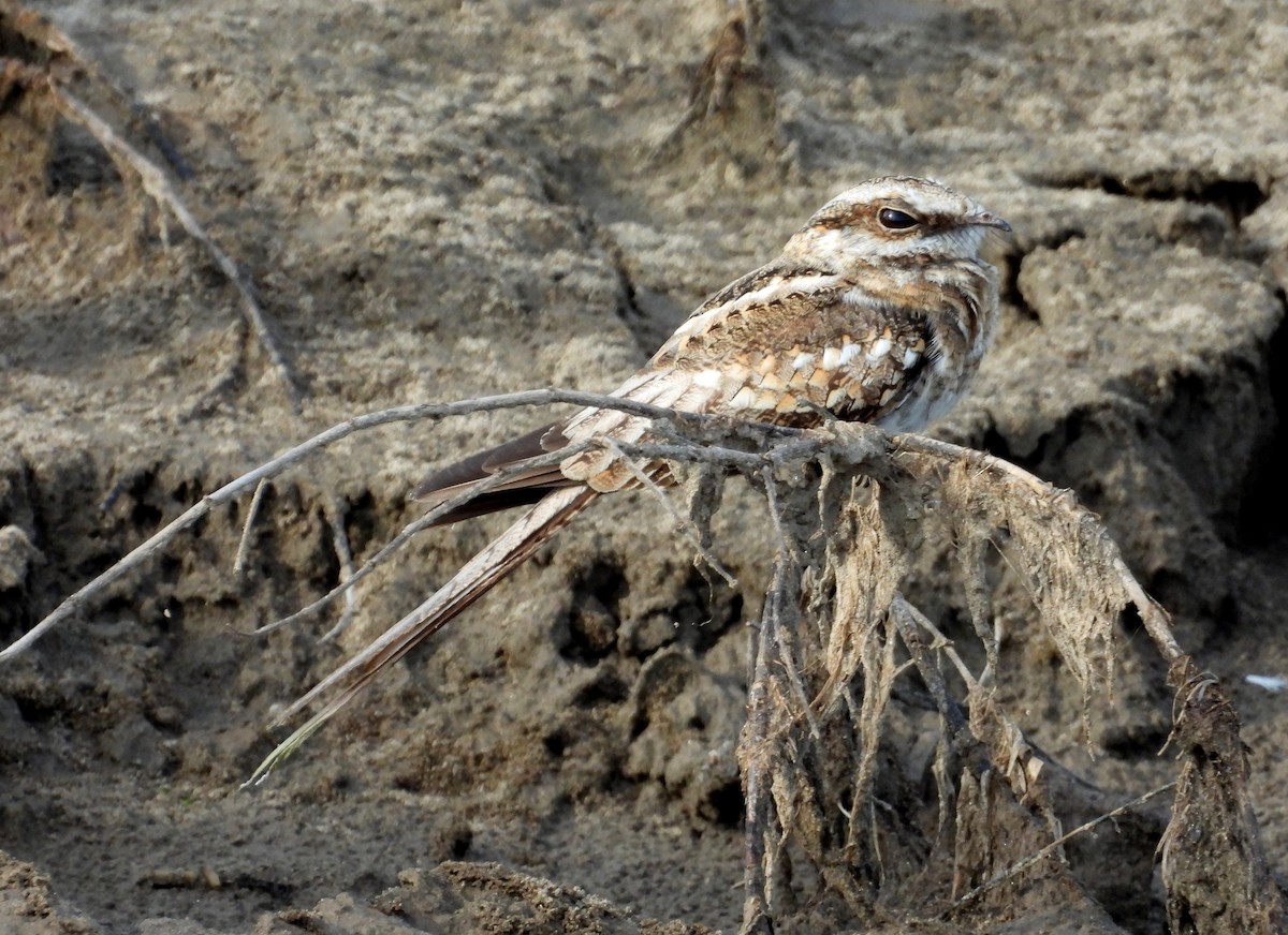 Ladder-tailed Nightjar - ML641681870
