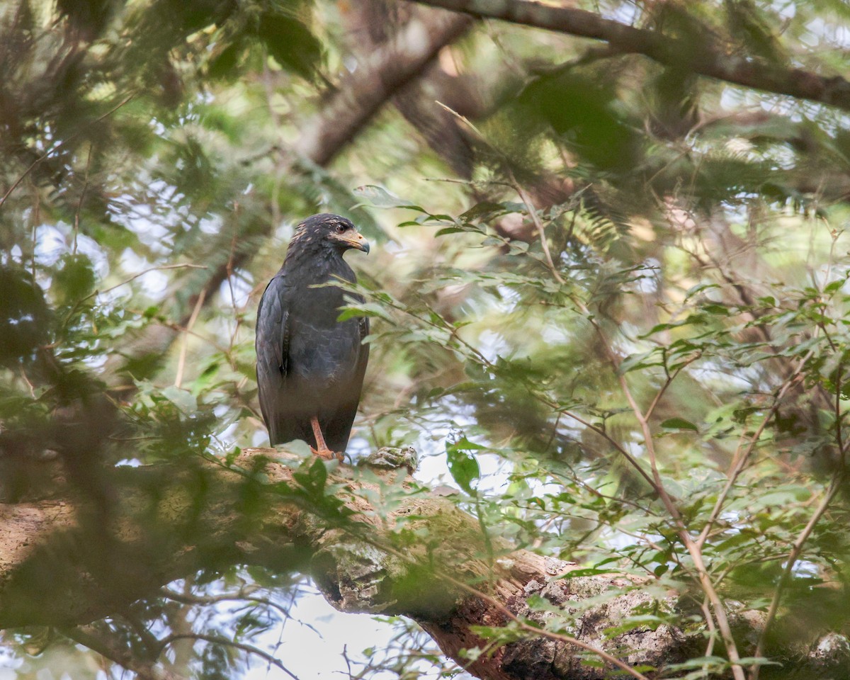 Common Black Hawk - ML641681871