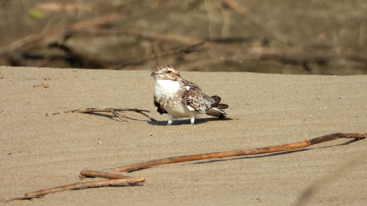 Sand-colored Nighthawk - ML641681872