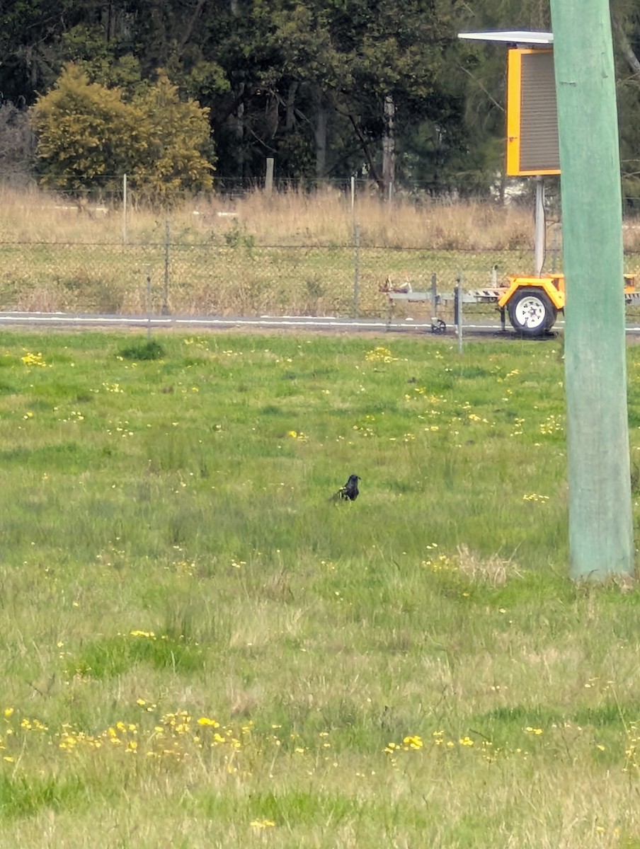 Australian Raven - ML641681976