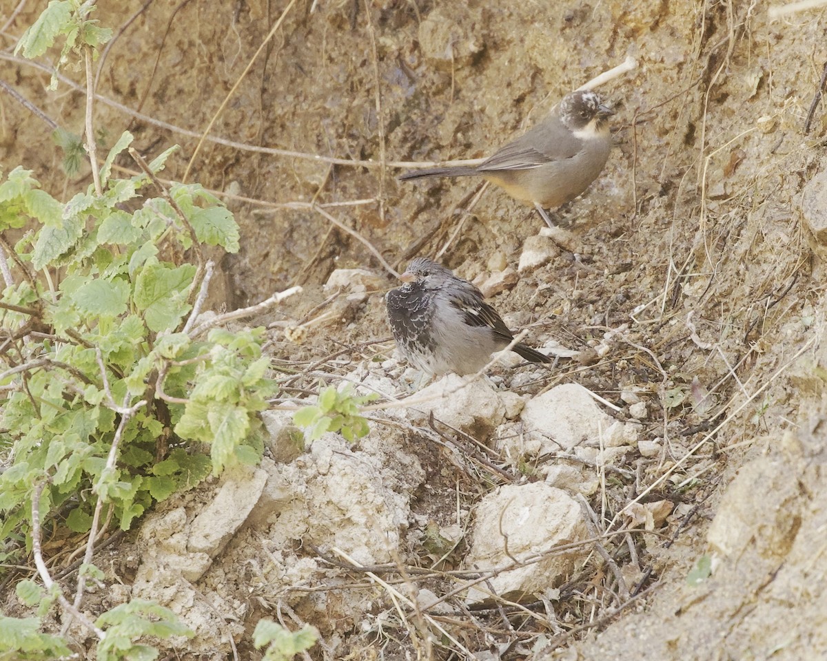 Mourning Sierra Finch - ML641681983