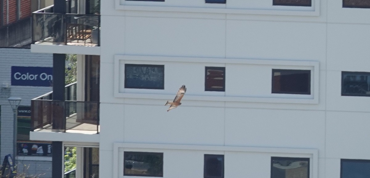 Square-tailed Kite - ML641682001
