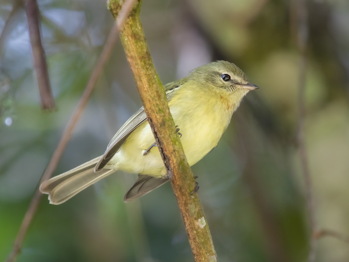 Greenish Tyrannulet - ML641682019