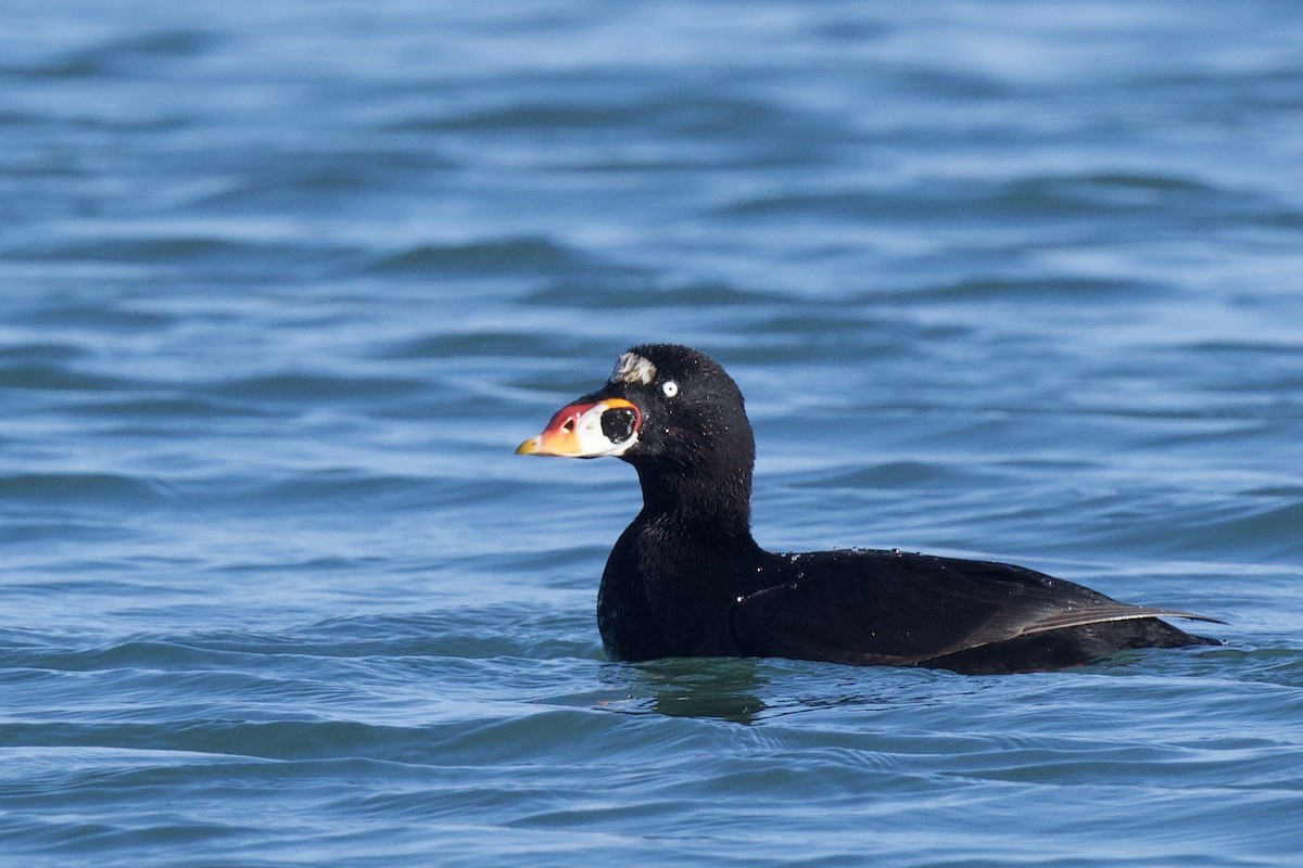Surf Scoter - ML641682032