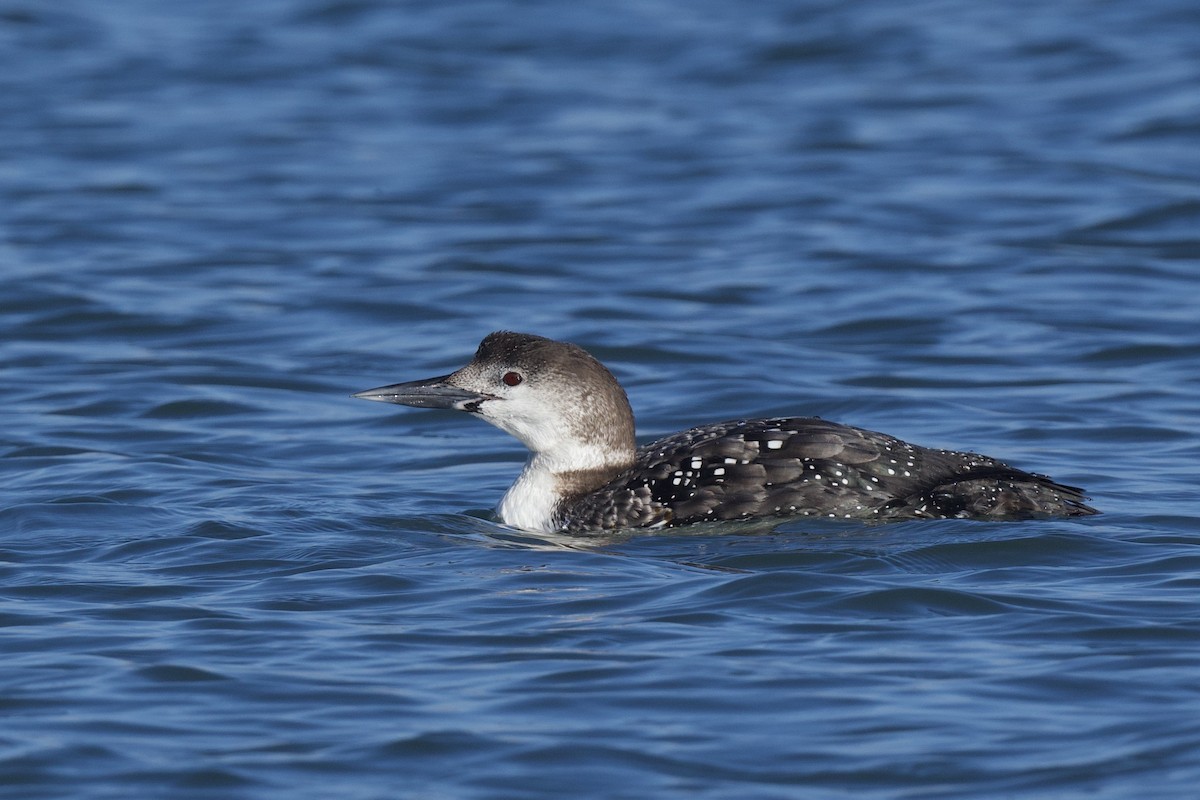 Common Loon - ML641682040