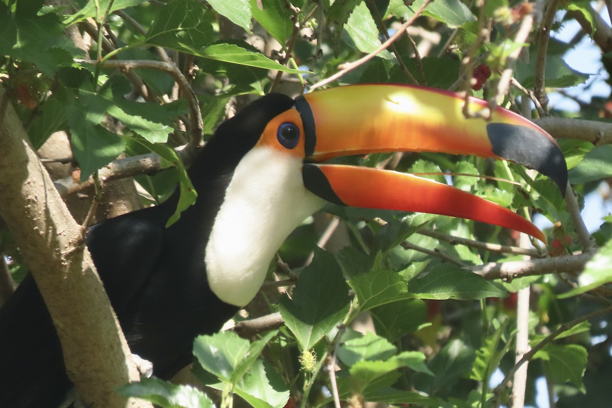 Toco Toucan - ML641682060