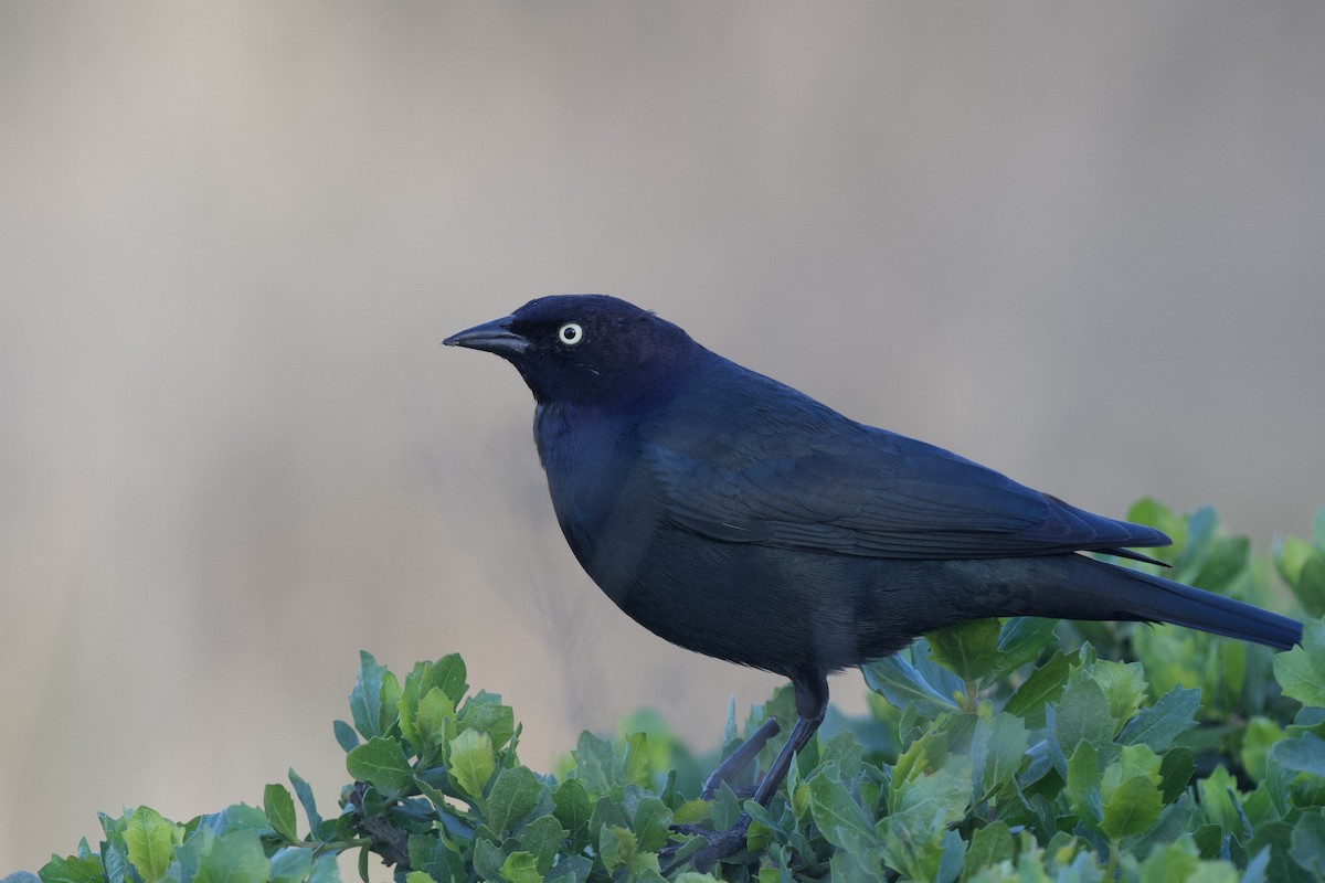 Brewer's Blackbird - ML641682064